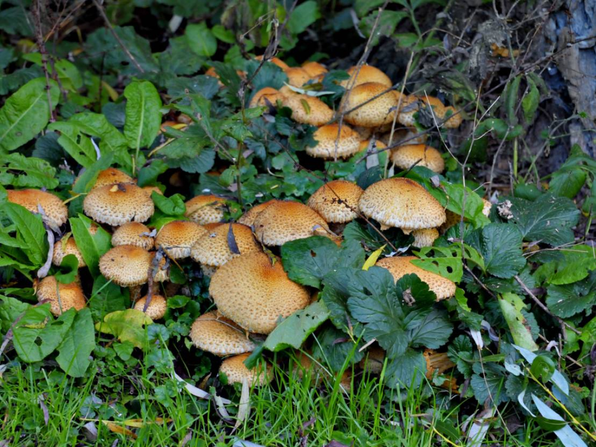 Pilze in der Natur Pilze in der Natur