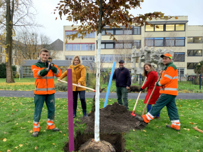 Baumpflanzung am 30.11.2022: Erster von 750 Bäumen zum Stadtjubiläum. Foto von links nach rechts: Niklas Kaminski, Bürgermeisterin Michaela Eislöffel, Baumkontrolleur Michael Fischer, Leiterin des Fachdienstes Grünflächen Jasmin Pätzold, Sven Hellmanczyk