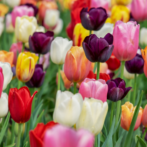 Tulpen