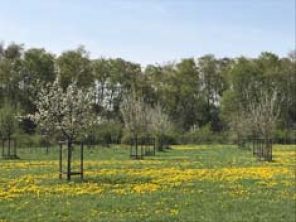 streuobstwiese.jpg