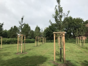 Erinnerungsbäume Erinnerungsbäume