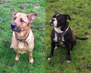 Abby und Shadow Abby und Shadow