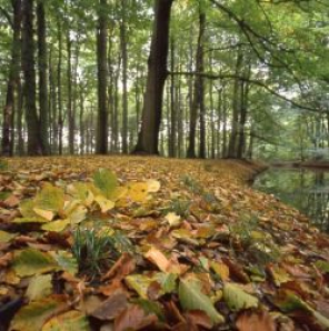 Nahrungsquelle für Schädlinge Waldboden