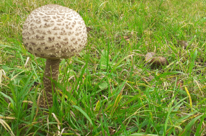 Pilz auf einer Wiese