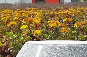 Blumen vor einer Reihe Hochhäuser Blumen vor einer Reihe Hochhäuser