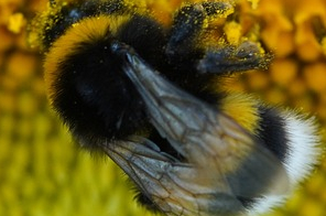 Hummel in Blume