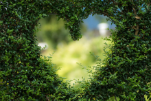 Herzform in der Hecke Herzform in der Hecke